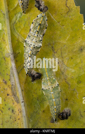 Großer Kohlweißling, Puppe, Gürtelpuppe, Kohlweißling, Kohl-Wei SSling, Pieris brassicae, Grosser Kohlweissling, große weiße, Kohl Schmetterling, Kohl Stockfoto