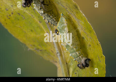 Großer Kohlweißling, Puppe, Gürtelpuppe, Kohlweißling, Kohl-Wei SSling, Pieris brassicae, Grosser Kohlweissling, große weiße, Kohl Schmetterling, Kohl Stockfoto