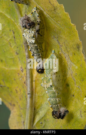 Großer Kohlweißling, Puppe, Gürtelpuppe, Kohlweißling, Kohl-Wei SSling, Pieris brassicae, Grosser Kohlweissling, große weiße, Kohl Schmetterling, Kohl Stockfoto