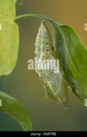 Großer Kohlweißling, Puppe, Gürtelpuppe, Kohlweißling, Kohl-Wei SSling, Pieris brassicae, Grosser Kohlweissling, große weiße, Kohl Schmetterling, Kohl Stockfoto