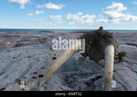 Nahaufnahme von walross Schädel auf Felsen in der kanadischen Arktis Stockfoto