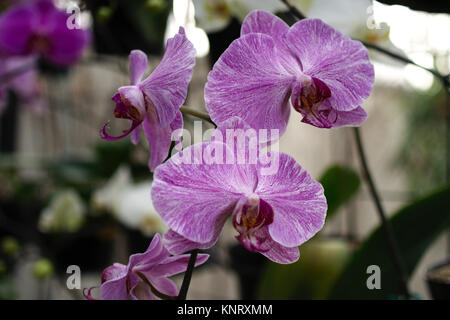 Orchideen im Zweihundertsten Park in Mexiko City, Mexiko Stockfoto