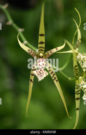 Orchideen im Zweihundertsten Park in Mexiko City, Mexiko Stockfoto