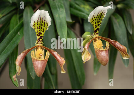 Orchideen im Zweihundertsten Park in Mexiko City, Mexiko Stockfoto