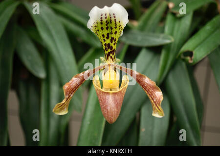 Orchideen im Zweihundertsten Park in Mexiko City, Mexiko Stockfoto