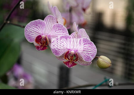 Orchideen im Zweihundertsten Park in Mexiko City, Mexiko Stockfoto