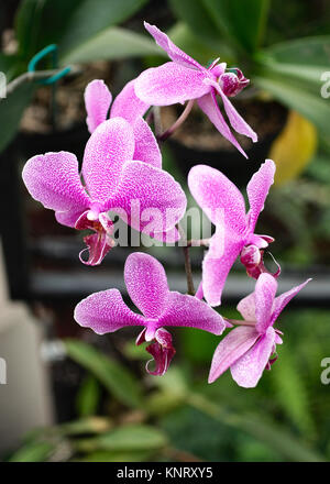 Orchideen im Zweihundertsten Park in Mexiko City, Mexiko Stockfoto