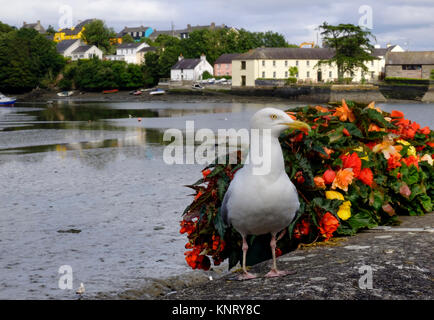 Silbermöwe warten Nahrung von Menschen saßen am Kai in Kinsale, Irland zu nehmen. Stockfoto