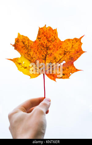 Hand Holding zarten Stiel Rot Orange Gelb tot Eichenlaub Herbst saisonal Pflanze Baum Tot isoliert weißer Hintergrund Stockfoto