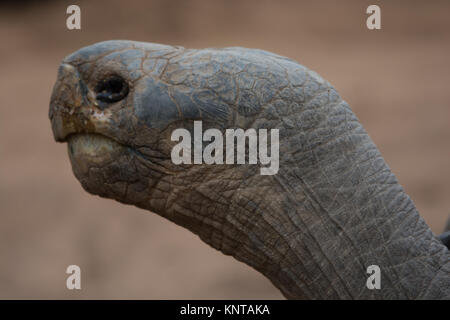 Tortoiseclose-Kopf geschossen auf der linken Seite. Stockfoto