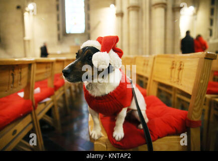 Drei Jahre alten Jack Russel Mischling 'Alfie Bloomfield" während der jährlichen Mittag Peata Therapie Hund Carol Service an der Christ Church Cathedral in Dublin. Stockfoto