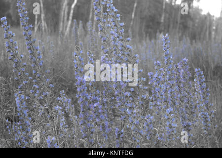 Der Viper bugloss. Dickicht der hohe Pflanze mit vielen blauen Blumen auf hellem Hintergrund, Lean auf dem Wind Stockfoto