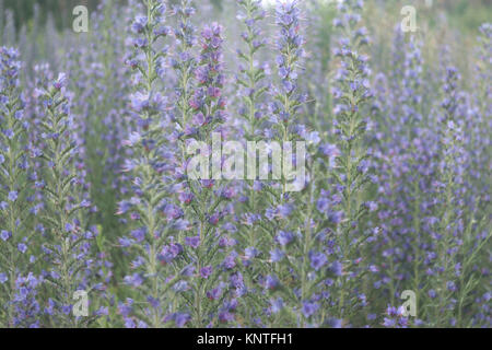 Vipers bugloss. Dickicht der Pflanze mit vielen blauen Blüten auf langen Stiel Stockfoto