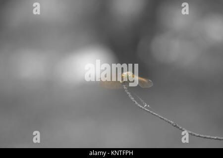 Libelle. Schönheit der Natur Stockfoto