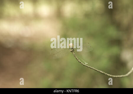 Dragonfly männlichen Full Face. Sympetrum vulgatum (vagrant Darter) Stockfoto