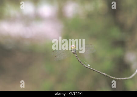 Dragonfly männlichen Full Face. Sympetrum vulgatum (vagrant Darter) Stockfoto