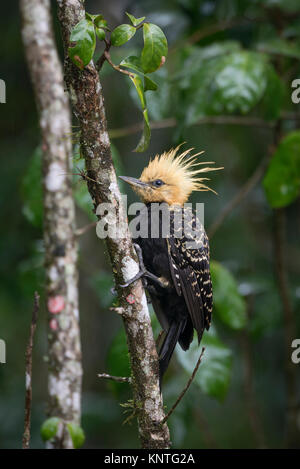 Eine Blonde-Crested Specht vom Atlantischen Regenwald von SE Brasilien Stockfoto