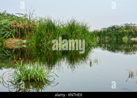 Grüne Tal Wüste See Stockfoto
