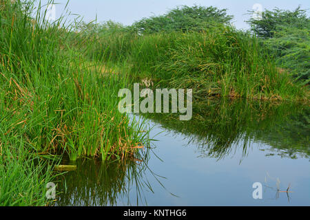 Grüne Tal Wüste See Stockfoto
