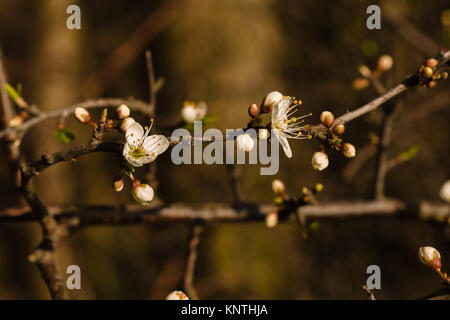 Oder schlehdorn Prunus spinosa Blüten Ende März eine wilde Strauch in Großbritannien und Europa produziert Schlehe im späten Herbst Stockfoto