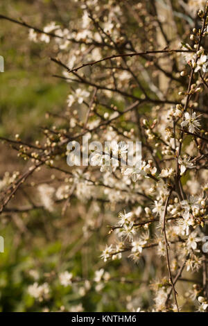 Oder schlehdorn Prunus spinosa Blüten Ende März eine wilde Strauch in Großbritannien und Europa produziert Schlehe im späten Herbst Stockfoto