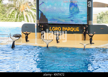 Die Trainer und die Schwertwale mit den Armen in der Luft posiert im Loro Parque Stockfoto