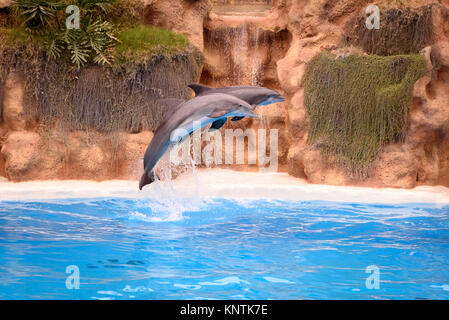 Zwei Delphine springen aus dem Wasser im Loro Parque Stockfoto