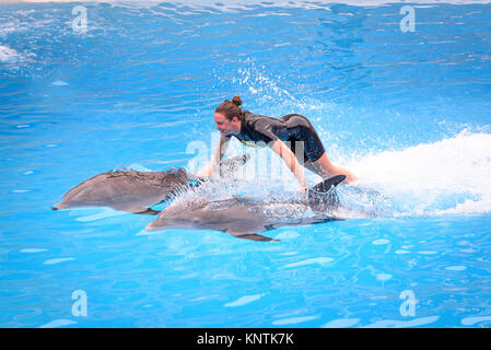 Ein Trainer person Reiten über dem Wasser auf der Rückseite von zwei Delphinen im Loro Parque Stockfoto