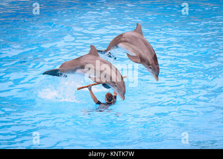 Zwei Delphine springen über einen Stick mit dem Trainer im Loro Parque Stockfoto