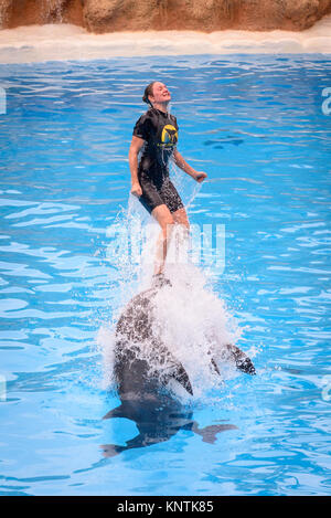 Zwei Delphine Drücken der Trainer aus dem Wasser im Loro Parque Stockfoto