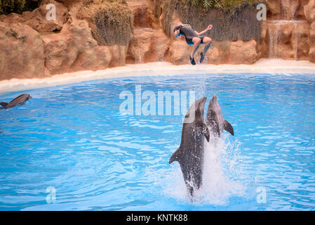 Zwei Delphine treibt ein Trainer in die Luft im Loro Parque Stockfoto