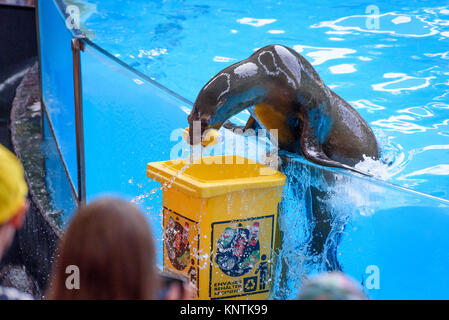 Ein sea lion, Müll in ein Fach im Loro Parque Stockfoto