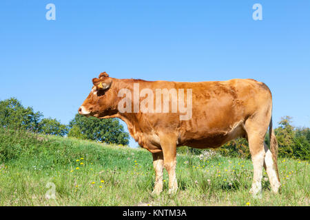 Limousin Rind Kuh, Rind seitlich auf der Alp in der Skyline mit Fliege Summen um ihre Nase Stockfoto