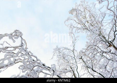 Schöne winter Hintergrund mit schneebedeckten Zweigen Stockfoto