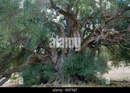Welt lteste Olivenbaum (Olea europaea), 4000 Jahre alt, Santo Baltolu di  Carana bei Luras, Lago di Liscia, Gallura, Sardinien, Italien  Stockfotografie - Alamy