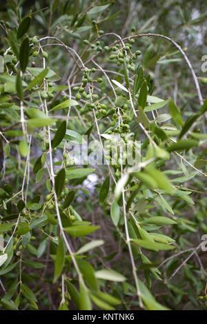 Junge Oliven am Zweig, Alter Olivenbaum (Olea europaea), 2000 Jahre alt, Santo Baltolu di Carana bei Luras, Lago di Liscia, Gallura, Sardinien, Italien Stockfoto