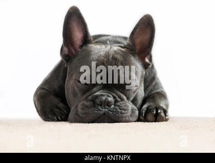Cute Nahaufnahme frontal Bild einer französischen Bulldogge schläft Träumen auf einen cremefarbenen Teppich mit weißem Hintergrund für die Verwendung von Text- und Formulierung Stockfoto