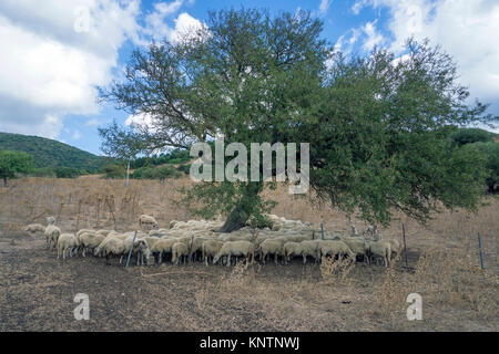 Eine Schafherde für Schatten unter einem Olivenbaum, Luras, Gallura, Sardinien, Italien, Mittelmeer, Europa Stockfoto