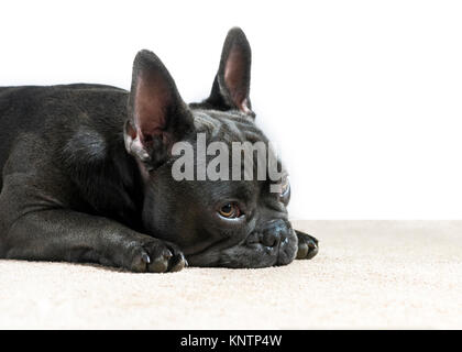 Blaue französische Bulldogge warten und Beobachten mit traurigen Augen auf weißem Hintergrund mit einer Creme Haus Teppich Raum für Text-overlay Stockfoto