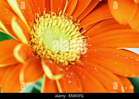 Zusammenfassung von Orange Gerber Daisy Makro mit Wassertropfen auf die Blütenblätter. Extrem flache Tiefenschärfe mit selektiven Fokus auf Center. Stockfoto