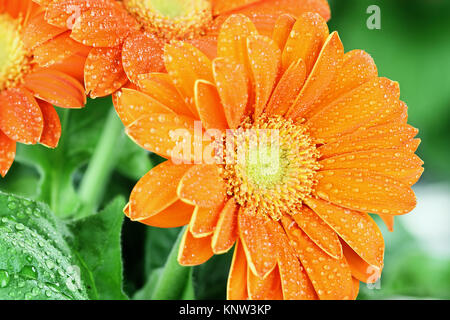 Zusammenfassung von Orange Gerber Daisy Makro mit Wassertropfen auf die Blütenblätter. Extrem flache Tiefenschärfe mit selektiven Fokus auf Center. Stockfoto