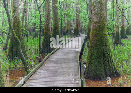 Congaree Nationalpark, niedrige Boardwalk durch Moss covereed Wasser Tupelo im Frühjahr. Stockfoto