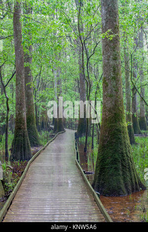 Congaree Nationalpark, niedrige Boardwalk durch Moss covereed Wasser Tupelo im Frühjahr. Stockfoto