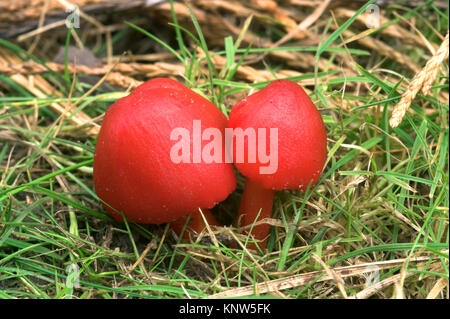Scharlachrote Waxcap - Hygrocybe coccinea Stockfoto