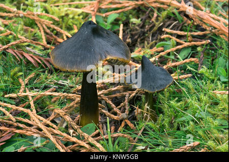 Waxcap - Hygrocybe Conica Schwärzung Stockfoto