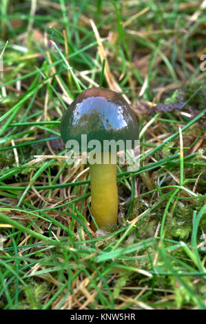 Papagei-Waxcap - Hygrocybe psittacina Stockfoto