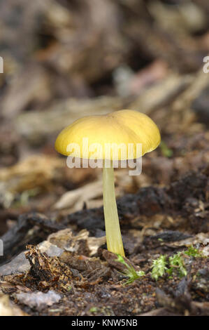 Gelbes Schild - Pluteus chrysophaeus Stockfoto