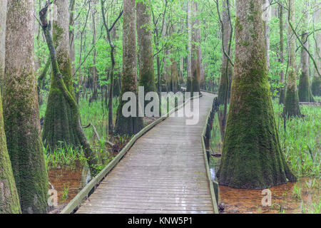 Congaree Nationalpark, niedrige Boardwalk durch Moss covereed Wasser Tupelo im Frühjahr. Stockfoto