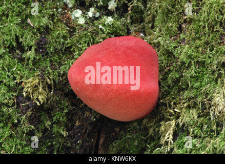 Beefsteak Pilz - Fistulina hepatica Stockfoto