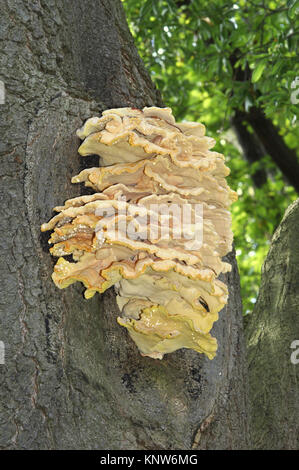 Huhn des Waldes - Laetiporus sulphureus Stockfoto